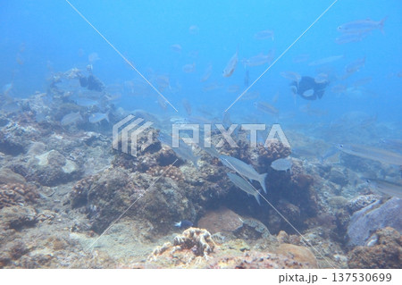 秋刀魚 魚群 魚の群れ 137530699