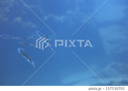 魚介類 シーフード 海の幸 137530701