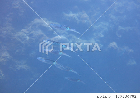 魚介類 シーフード 海の幸 137530702