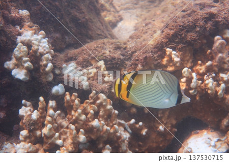 熱帯魚 トロピカルフィッシュ サンゴ 137530715