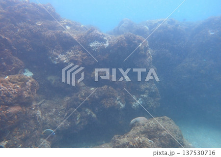 サンゴ 珊瑚 珊瑚礁 137530716
