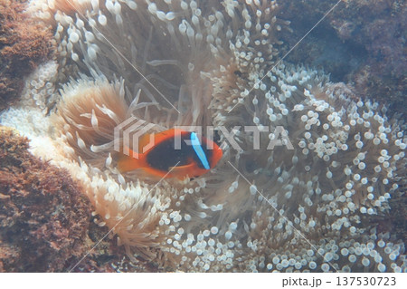クマノミ カクレクマノミ かくれくまのみ 137530723