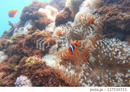 クマノミ カクレクマノミ かくれくまのみ 137530733