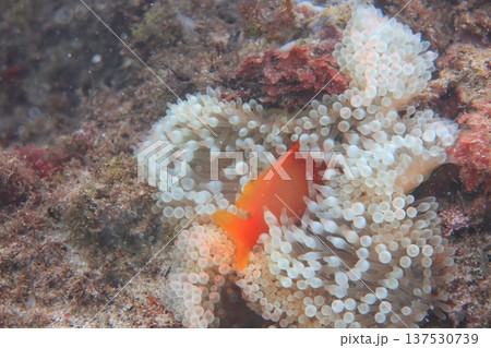 クマノミ カクレクマノミ かくれくまのみ 137530739