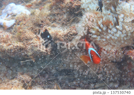 クマノミ カクレクマノミ かくれくまのみ 137530740