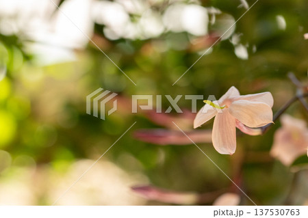 ハゴロモジャスミンの白い花とつぼみ 春の植物 137530763
