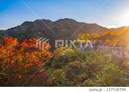 （茨城県）紅葉期の竜神大吊橋　展望台から絶景を見る観光客 137530790