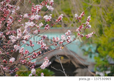 杏の花　早春の遊行寺 137530965