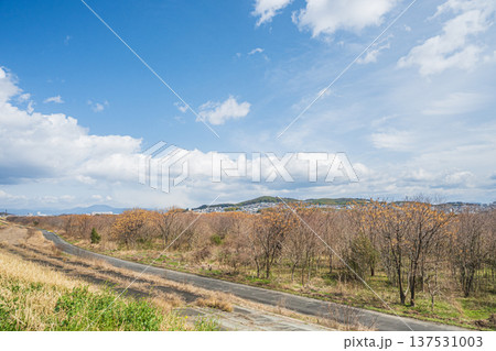 淀川河川敷風景　冬枯れの樹林　大阪府高槻市 137531003