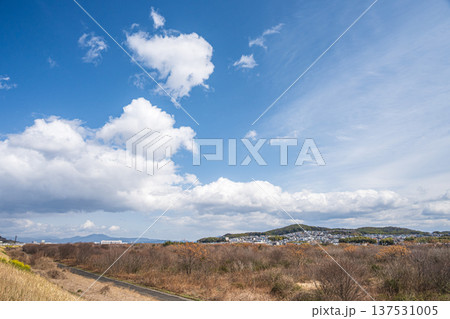 淀川河川敷風景 冬枯れの樹林 大阪府高槻市 淀川河川敷風景 冬枯れの樹林 大阪府高槻市 137531005