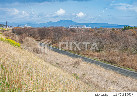 淀川河川敷風景 冬枯れの樹林 大阪府高槻市 淀川河川敷風景 冬枯れの樹林 大阪府高槻市 137531007