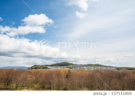 淀川河川敷風景　冬枯れの樹林　大阪府高槻市 137531009