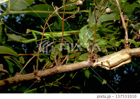 チョウセンカマキリ（左側）と卵（右側） 137531010