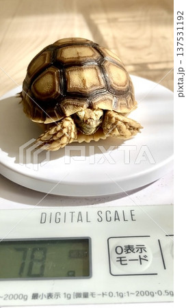 初めて体重を測られるケヅメリクガメ 初めて体重を測られるケヅメリクガメ 137531192