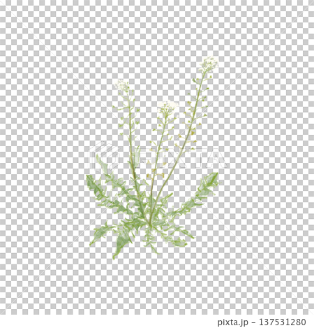手繪薺菜插圖 137531280