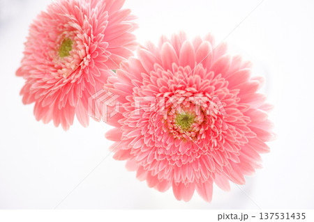 ピンクのガーベラ 137531435