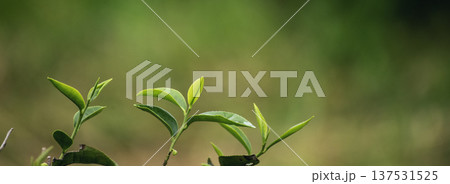 Banner Green tea tree leaves camellia sinensis organic farm sunlight. Panorama Fresh young tender bud herbal farm in morning. Banner Sunlight Green tea tree plant. Wide Green Tea Tree with copy space Banner Green tea tree leaves camellia sinensis organic farm sunlight. Panorama Fresh young tender bud herbal farm in morning. Banner Sunlight Green tea tree plant. Wide Green Tea Tree with copy space 137531525