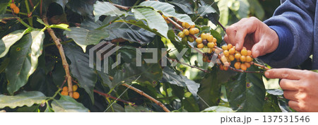 Banner Man Hands harvest Yellow Bourbon coffee bean ripe berries plant fresh seed coffee tree growth in green eco organic farm. Close up man hands harvest yellow bean robusta arabica with copy space 137531546