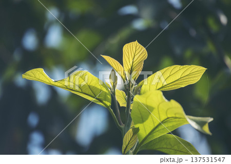 Avocado tree green plant healthy fruit farm. Smart farmer growing plant in eco green farm sustainable quality control. Avocado fruit Farm planting in eco Farmland biotechnology. Fruit organic farm 137531547
