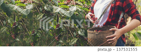 Banner coffee plant farm woman Hands harvest raw coffee beans. panoramaRipe Red berries plant fresh seed coffee tree growth in green farm. Hands harvest red bean seed robusta arabica with copy space. Banner coffee plant farm woman Hands harvest raw coffee beans. panoramaRipe Red berries plant fresh seed coffee tree growth in green farm. Hands harvest red bean seed robusta arabica with copy space. 137531555