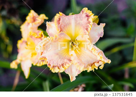 Beautiful Peach and Yellow Ruffled Daylily Flower Blooming in Garden 137531645