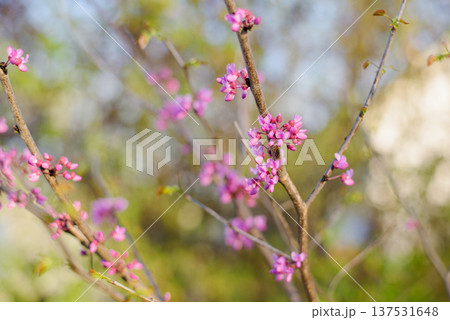 Delicate Pink Redbud Flowers in Sunny Garden 137531648