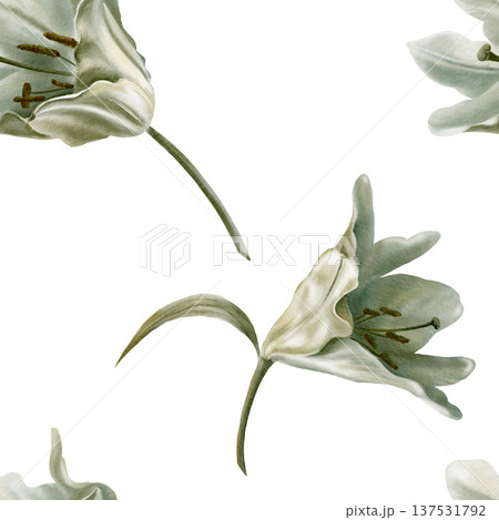 White lilies arranged in seamless pattern,symbolizing purity for first communion,weddings,funeral ceremonies.Watercolor washes,delicate details for religious events,memorials,sacred stationery White lilies arranged in seamless pattern,symbolizing purity for first communion,weddings,funeral ceremonies.Watercolor washes,delicate details for religious events,memorials,sacred stationery 137531792