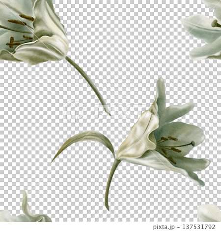 White lilies arranged in seamless pattern,symbolizing purity for first communion,weddings,funeral ceremonies.Watercolor washes,delicate details for religious events,memorials,sacred stationery White lilies arranged in seamless pattern,symbolizing purity for first communion,weddings,funeral ceremonies.Watercolor washes,delicate details for religious events,memorials,sacred stationery 137531792