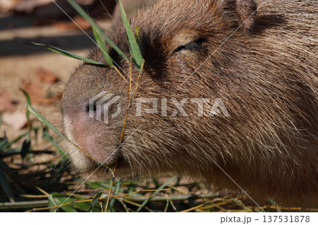 食事中のカピバラ（動物園） 137531878