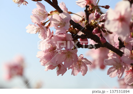 早春の公園に咲くピンク色のカワヅザクラの花 早春の公園に咲くピンク色のカワヅザクラの花 137531894