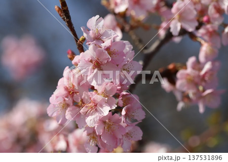 早春の公園に咲くピンク色のカワヅザクラの花 早春の公園に咲くピンク色のカワヅザクラの花 137531896