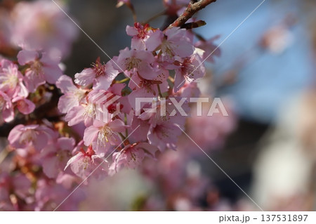 早春の公園に咲くピンク色のカワヅザクラの花 137531897