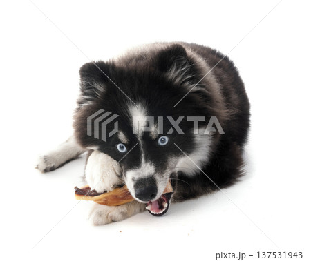 pomsky and snack 137531943
