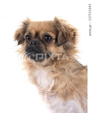 Tibetan spaniel in studio 137531945
