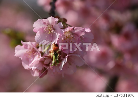 早春の公園に咲くピンク色のカワヅザクラの花 早春の公園に咲くピンク色のカワヅザクラの花 137531970