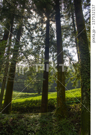 It is a dense fir forest. It is a dense fir forest. 137532137