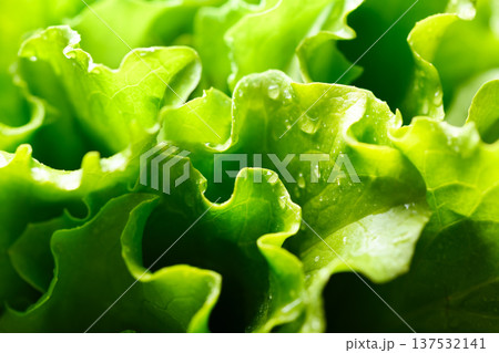 Macro view of fresh curly lettuce greens used in salad preparation Macro view of fresh curly lettuce greens used in salad preparation 137532141