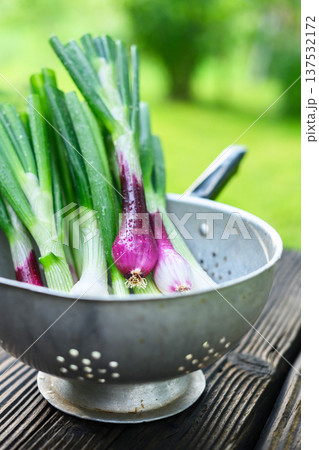 Spring onion bunch in strainer on rustic wood 137532172