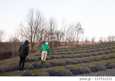 Exploring the tranquil lavender fields at dusk with two inquisitive souls meandering through the fragrant rows of blossoms while the sunset casts a serene glow 137532252