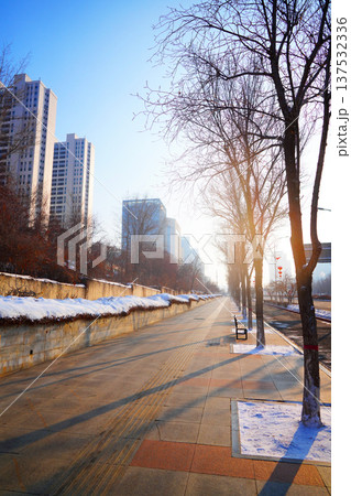Winter city street with empty trees and modern tall buildings. City street trees lining path. Winter city street with empty trees and modern tall buildings. City street trees lining path. 137532336