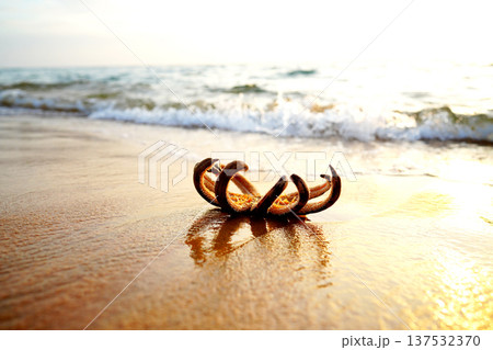 Starfish Nine-Armed Sea Star washed up on ocean shore. 9 armed Starfish on beach on sunset 137532370