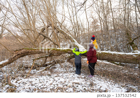 Explorers discovering nature's wonders as they examine a fallen tree covered in snow during a winter afternoon in a serene woodland setting Explorers discovering nature's wonders as they examine a fallen tree covered in snow during a winter afternoon in a serene woodland setting 137532542