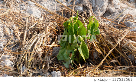 Light green seedlings of Noni tree are planted in the soil. Covered with dry straw to retain moisture. Reflects the concept of sustainable agriculture organic gardening and plant growth. Light green seedlings of Noni tree are planted in the soil. Covered with dry straw to retain moisture. Reflects the concept of sustainable agriculture organic gardening and plant growth. 137532565