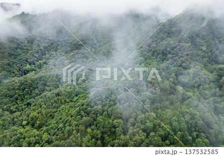 Tropical forests can absorb large amounts of carbon dioxide from the atmosphere. Tropical forests can absorb large amounts of carbon dioxide from the atmosphere. 137532585
