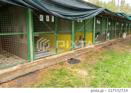 Dog shelter enclosure. Dog in a cage. Animal adopt 137532724