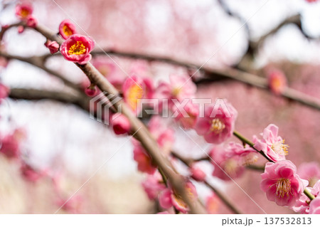 春の訪れを告げる梅の花 137532813