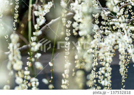 白い枝垂れ梅の花 137532818