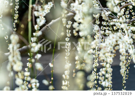 白い枝垂れ梅の花 137532819