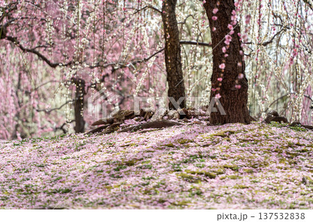 桜の花びらが散る地面 137532838