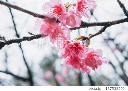 桜 さくら サクラ 137532902